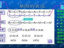 dbSNP 数据库