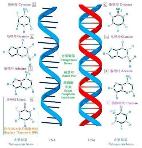 哪里有circRNA(环状RNA)数据库资源