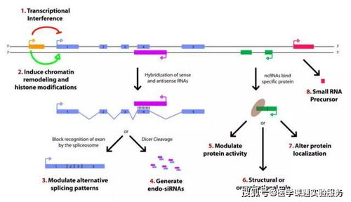 水稻常用的lncRNA数据库