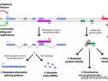 水稻常用的lncRNA数据库