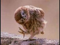 为何Odoo 选择自行开发 OWL 猫头鹰 Javascript 框架