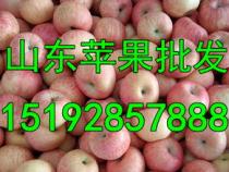山东临沂苹果产地在哪