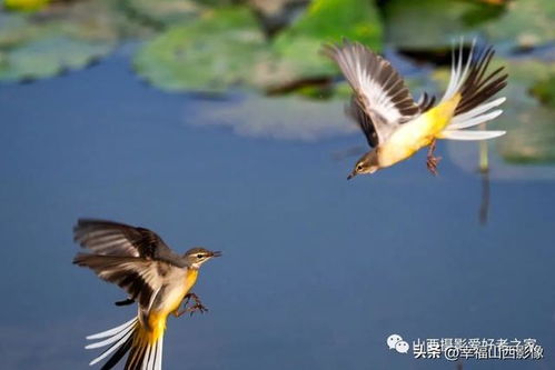 拍鸟类用什么相机,镜头