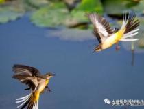 拍鸟类用什么相机,镜头