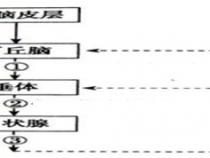 红外触发相机调查种群密度